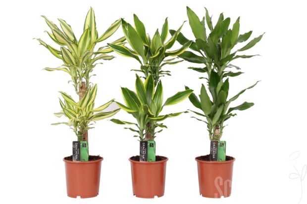 Dracaena fragrans sonstig gemischt 3 sorten