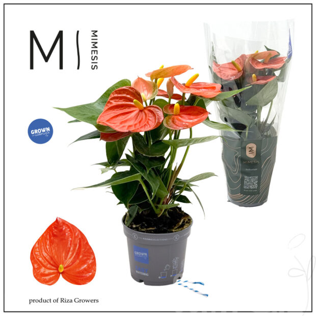 Anthurium (Andreanum Grp) Karma Orange