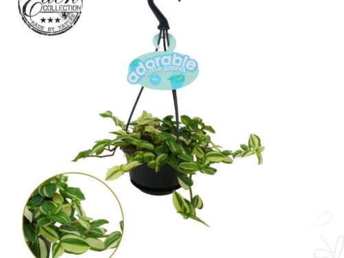 Tradescantia sonstig Fluminensis Var