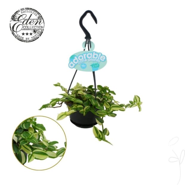 Tradescantia sonstig Fluminensis Var