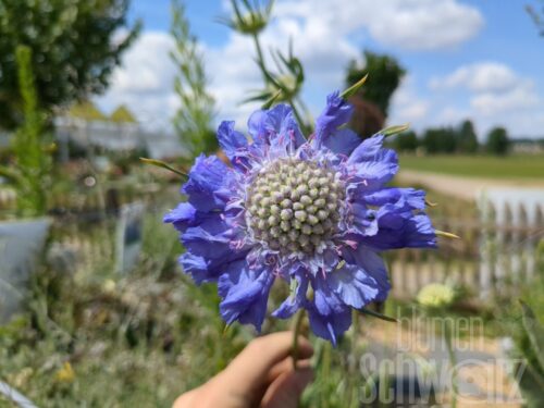 Scabiosa cauc., Skabiose