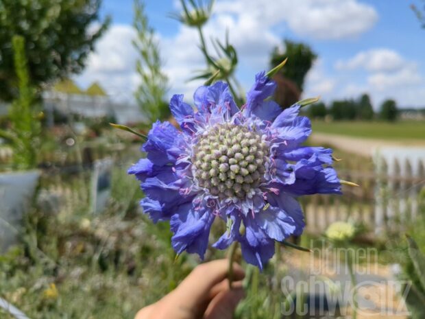 Scabiosa cauc., Skabiose