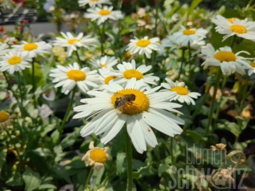 Leucanthemum sup. Gruppenstolz - Großbl. Gartenmargarite