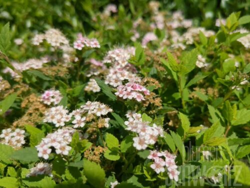 Spiraea jap. Little Princess T17 - Rosa Zwergspiere
