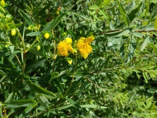 Hypericum pat. Hidcote Gold T17 - Johanniskraut