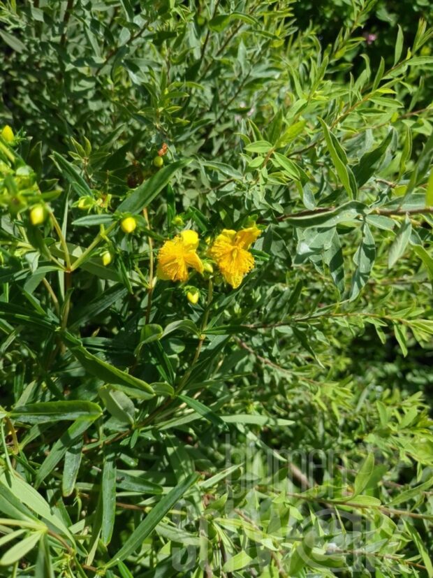 Hypericum pat. Hidcote Gold T17 - Johanniskraut