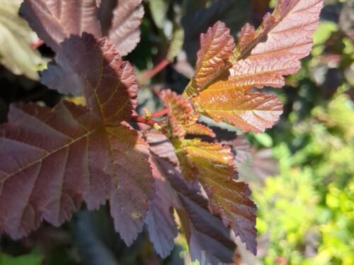 Physocarpus Little Angel T17 - Niedr. Fasanenspiere