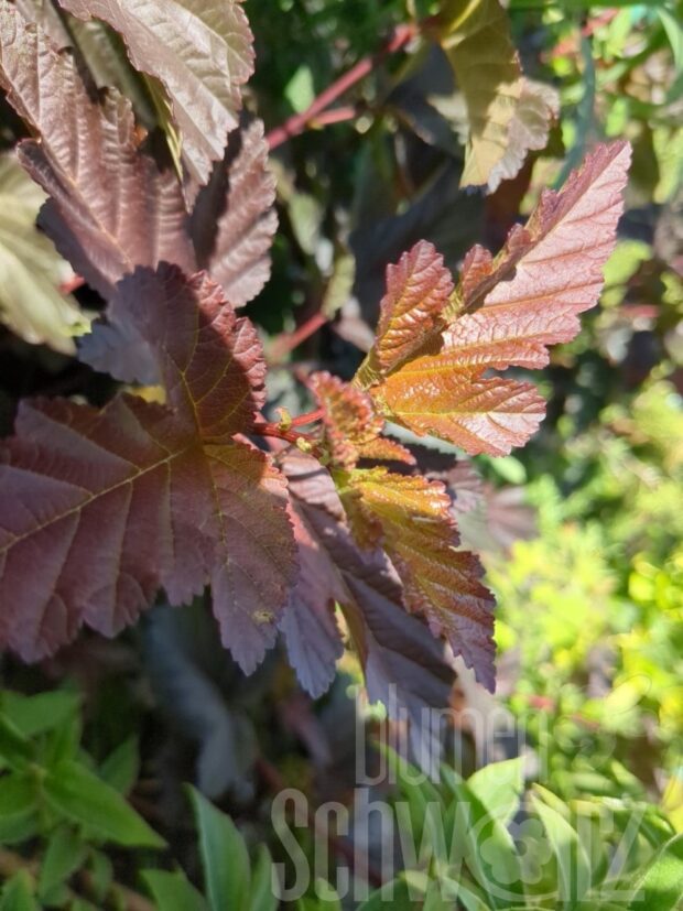 Physocarpus Little Angel T17 - Niedr. Fasanenspiere
