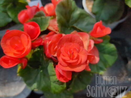 Begonia Carneval, gelb-orange Elatior