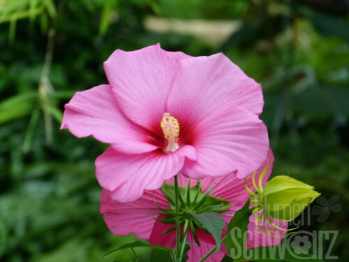 Hibiscus syr. Lavender Chiffon T17 - Rosavioletter Roseneibisch