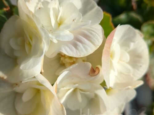 Begonia Clara - Weißgefüllte Elatior-Begonie