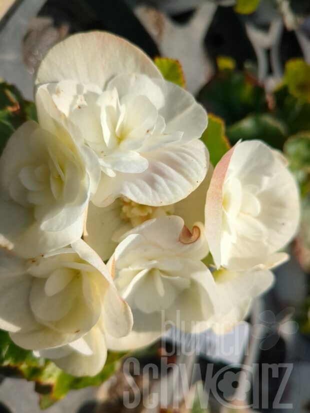 Begonia Clara - Weißgefüllte Elatior-Begonie
