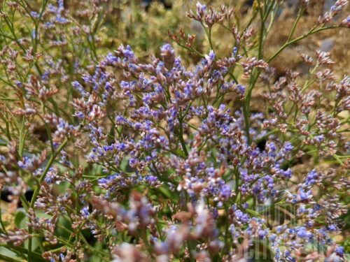 Limonium Robert Butler, Strandflieder