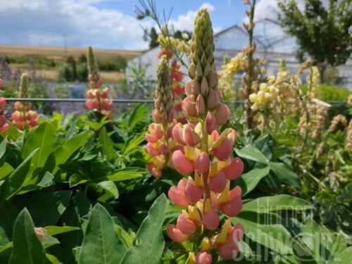 Lupinus Tower Salmon-Yellow