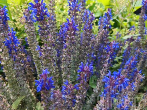 Salvia Blue Bouquetta, Ziersalbei