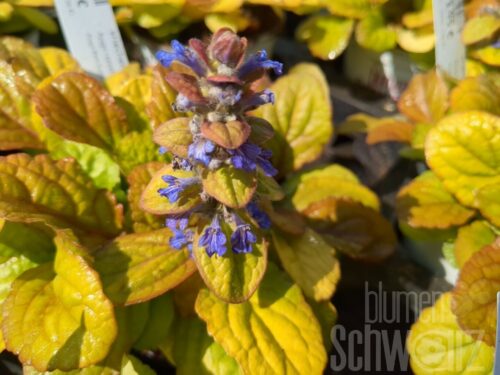 Ajuga Best Buddies Caramel, Günsel