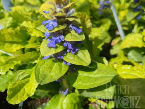 Ajuga Best Buddies Lime, Günsel