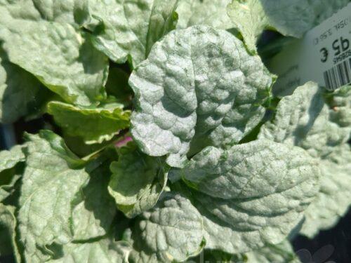 Ajuga Princess Elsa, Günsel