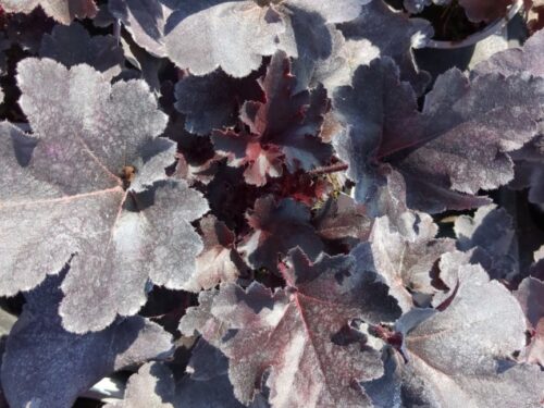 Heuchera Black Pearl, Purpurglöckchen