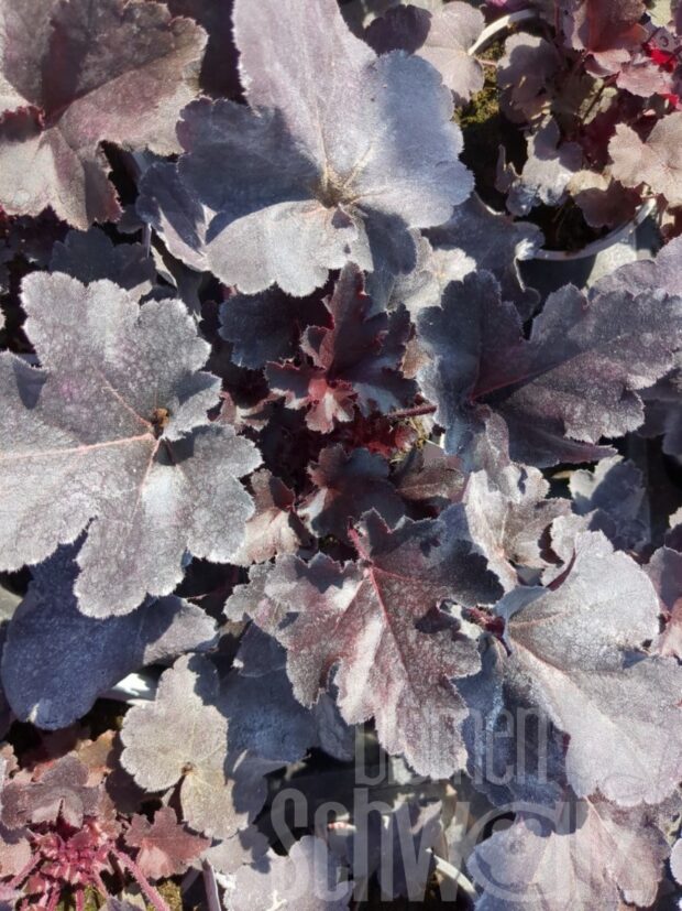Heuchera Black Pearl, Purpurglöckchen