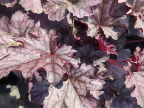Heuchera Blackberry Jam