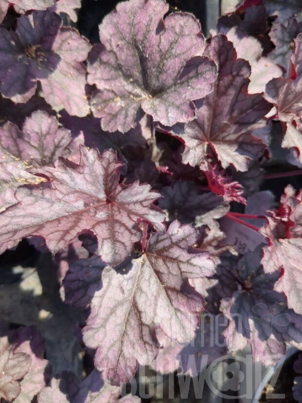 Heuchera Blackberry Jam