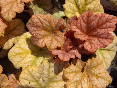 Heuchera Changeling, P.-glöckchen
