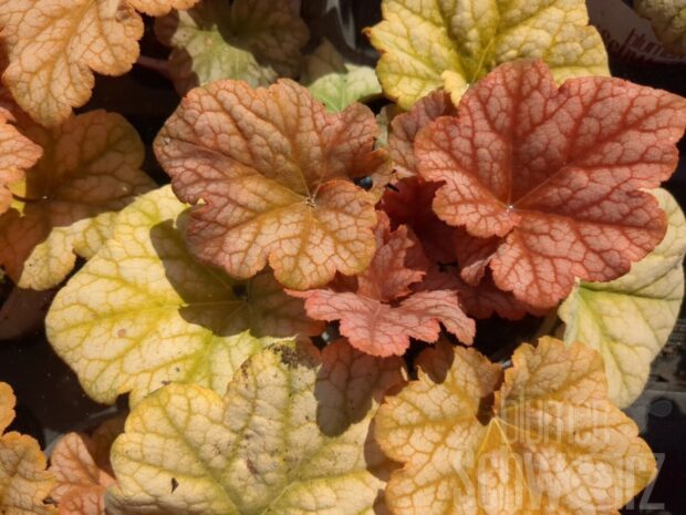 Heuchera Changeling, P.-glöckchen