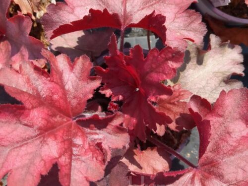 Heuchera Chateau, P.-Glöckchen