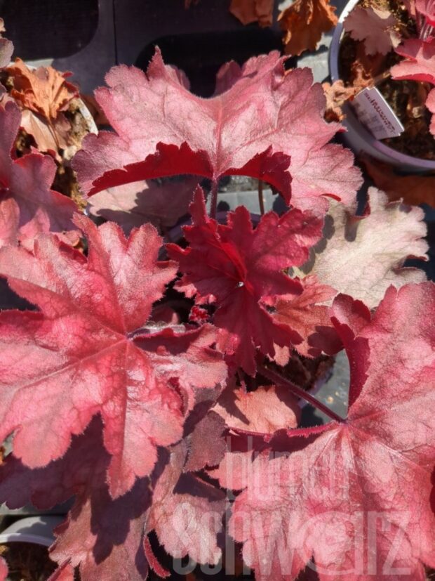 Heuchera Chateau, P.-Glöckchen