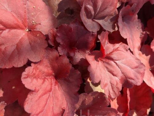 Heuchera Fire Alarm, P-Glöckchen