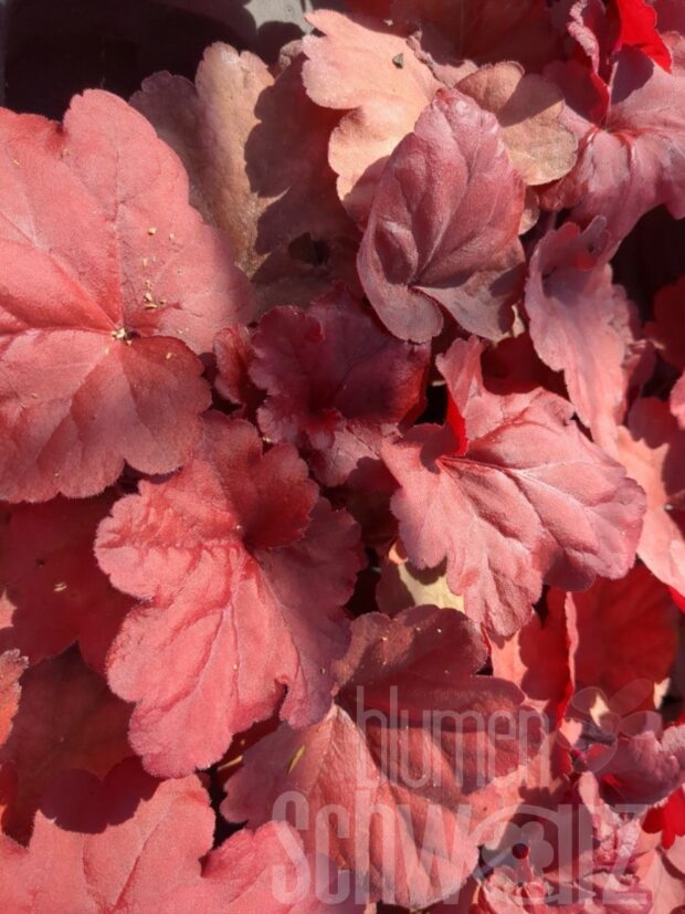 Heuchera Fire Alarm, P-Glöckchen