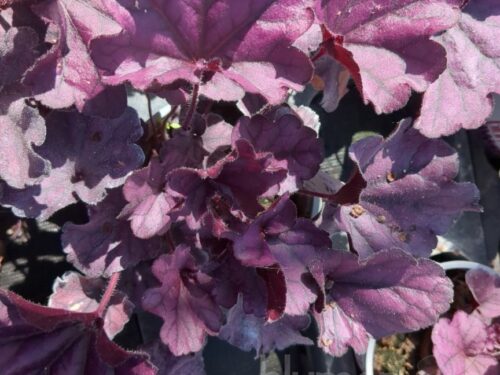 Heuchera Forever Purple, P-Glöckchen