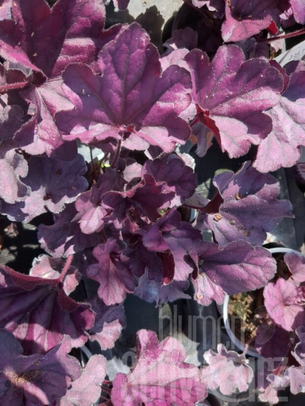 Heuchera Forever Purple, P-Glöckchen