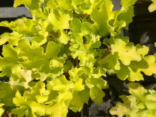 Heuchera Lime Marmalade