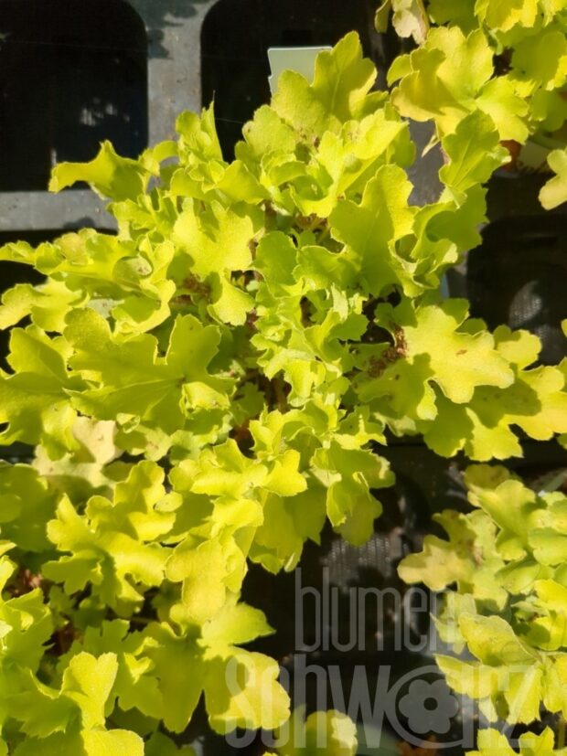 Heuchera Lime Marmalade