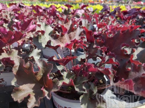 Heuchera Purple Petticoats, P-Glöckchen