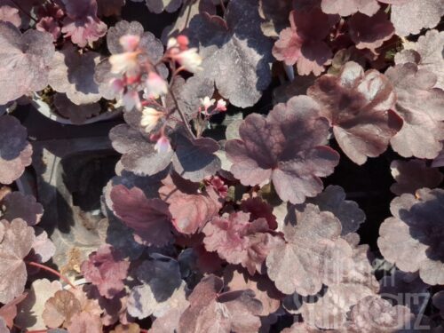 Heuchera Starry Night, P-Glöckchen
