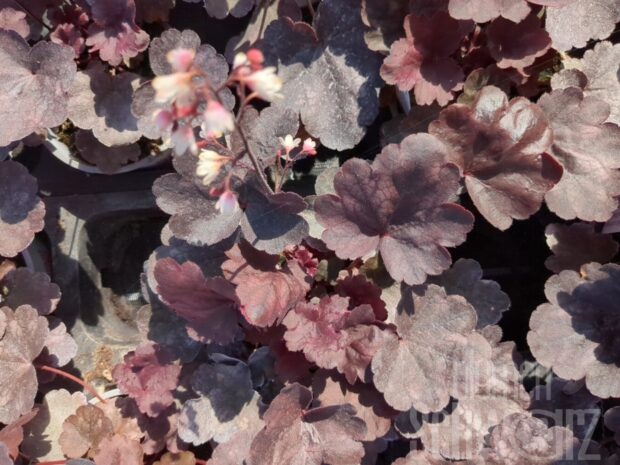 Heuchera Starry Night, P-Glöckchen
