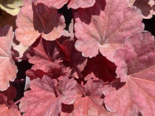 Heuchera Berry Smoothie, P-Glöckchen
