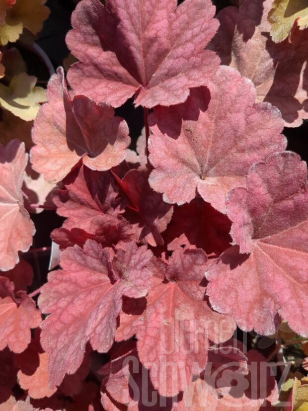 Heuchera Berry Smoothie, P-Glöckchen