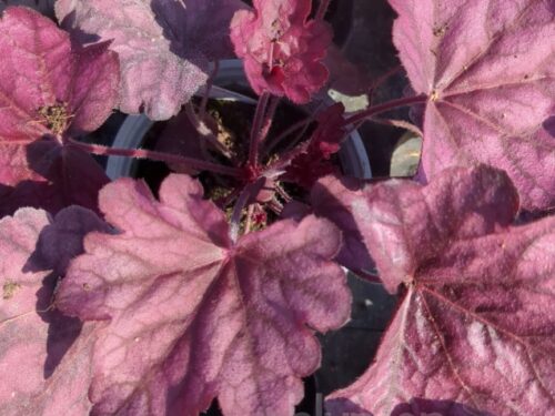 Heuchera Wild Rose, P.-Göckchen