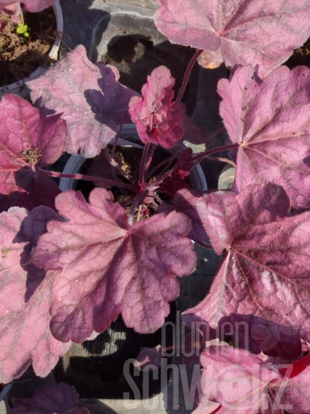 Heuchera Wild Rose, P.-Göckchen