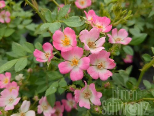 Rosa Galaxy Vega, Zwergrose