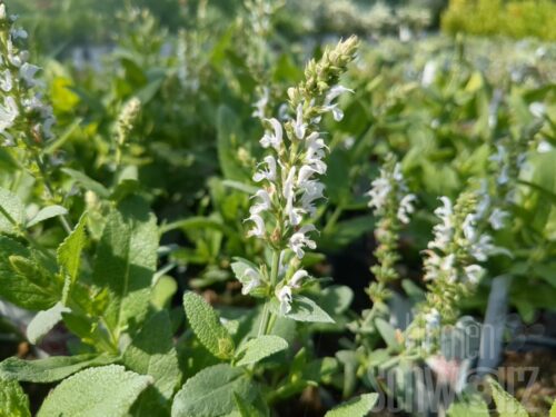 Salvia Porzellan, Ziersalbei