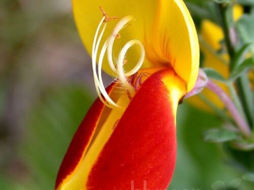 Cytisus sco. Dragonfly T17 - Gelbroter Elfenbeinginster