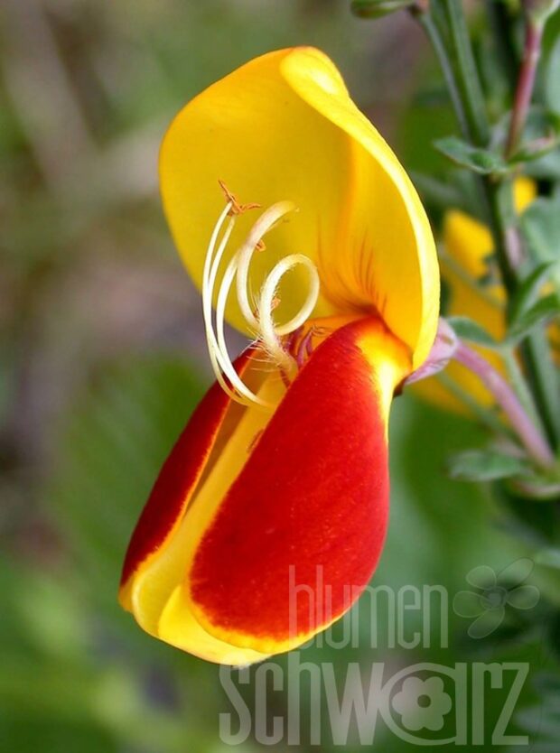Cytisus sco. Dragonfly T17 - Gelbroter Elfenbeinginster