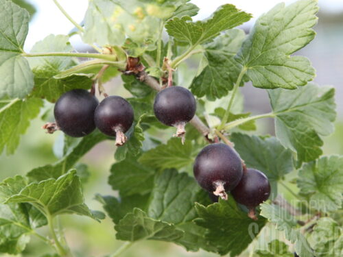Ribes nigrum Josta, Jostabeere