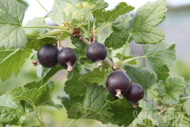 Ribes nigrum Josta, Jostabeere