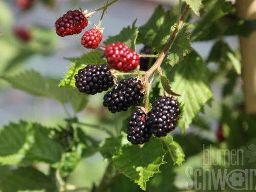 Rubus -Loch Ness- T17 - dornenlose Brombeere